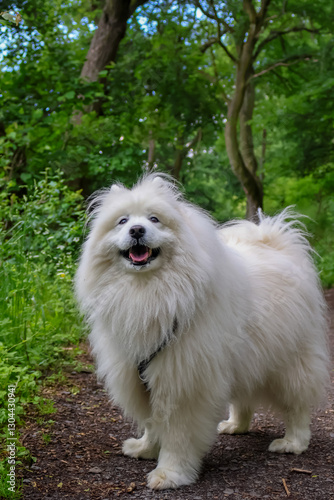 Wallpaper Mural A beautiful Samoyed dog with an open mouth is sitting, river in the background Torontodigital.ca