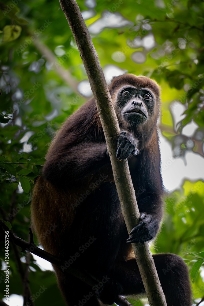 Obraz premium Howler Monkey in Lush Forest