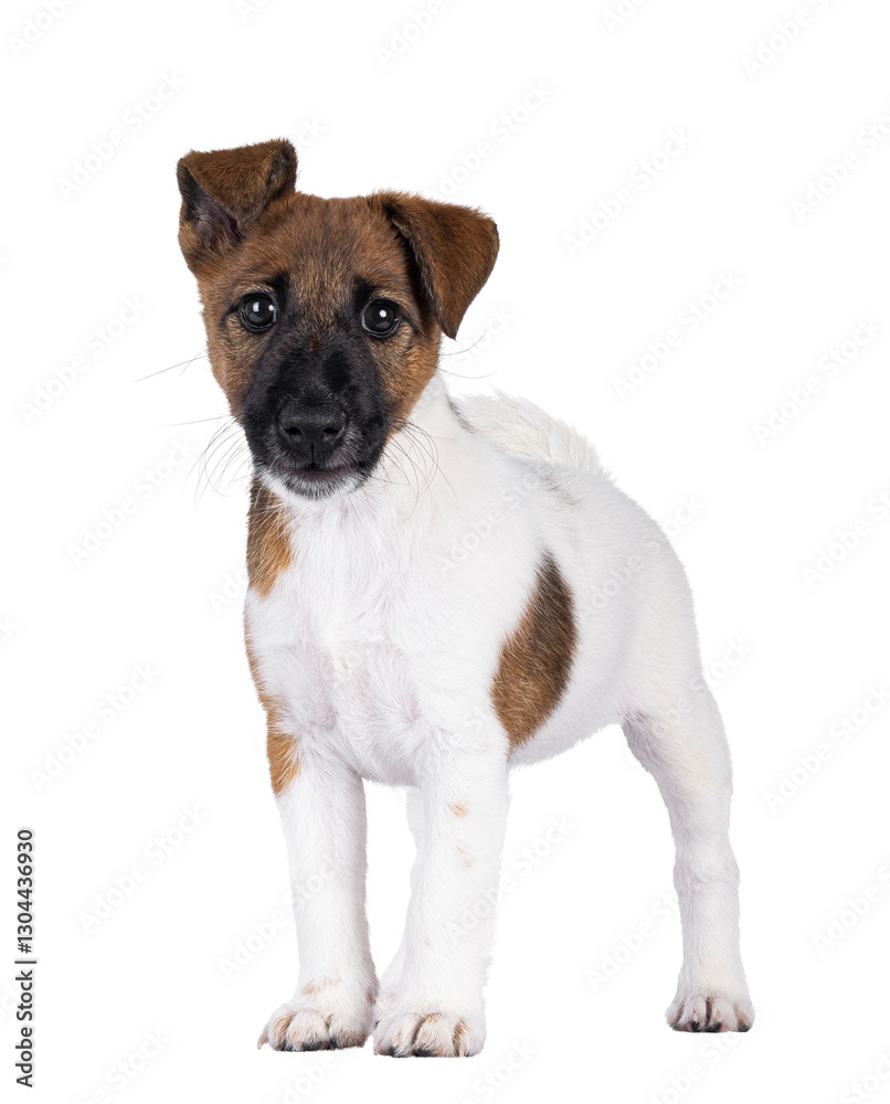 Cute Smooth Fox Terrier dog pup, standing facing front. Looking towards camera with funny uneven ears. Isolated cutout on a transparent background. Cute Smooth Fox Terrier dog pup, standing facing front. Looking towards camera with funny uneven ears. Isolated cutout on a transparent background.