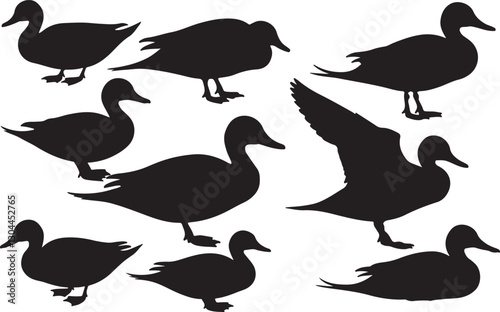 Northern Pintail Silhouettes