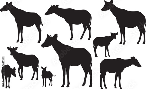 Okapi Antelope Silhouette on White Background