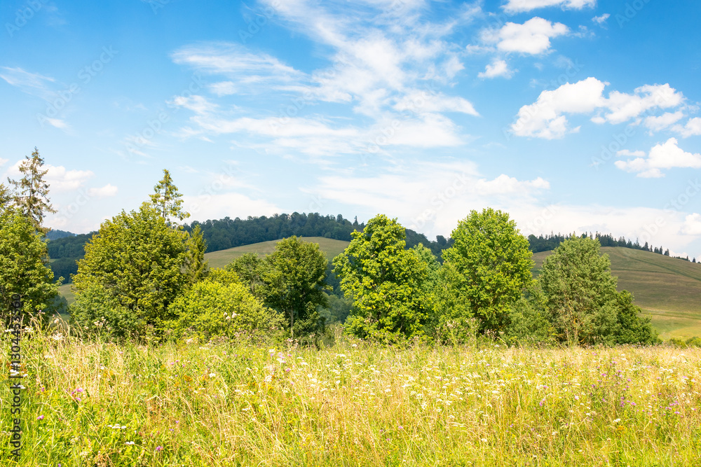 grassy alpine meadow on the hill of ukrainian highlands. sustainable life in transcarpathia region. carpathian mountains in summer. sunny weather with fluffy clouds on the blue sky. green environment
