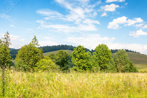 Obraz na płótnie grassy alpine meadow on the hill of ukrainian highlands. sustainable life in transcarpathia region. carpathian mountains in summer. sunny weather with fluffy clouds on the blue sky. green environment w salonie