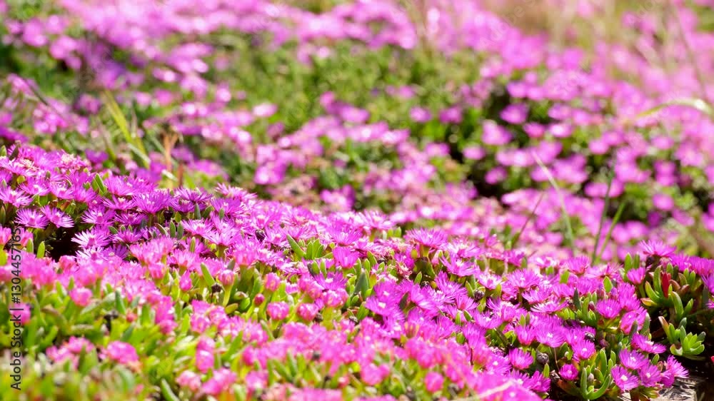 Vibrant pink Delosperma iceplant ground cover in breeze, selective focus Vibrant pink Delosperma iceplant ground cover in breeze, selective focus