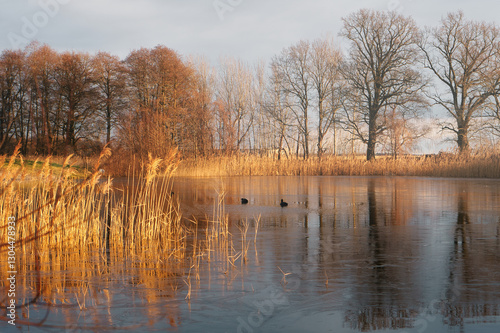 frosty lake with coot in the ice-free area. Trees on the edge and reeds in lake.