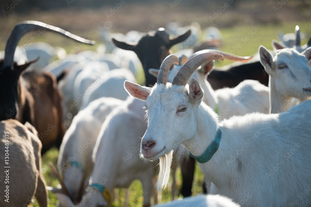 Obraz premium Goats grazing in a serene pasture during the early morning light, embodying tranquility and rural life in a peaceful countryside setting