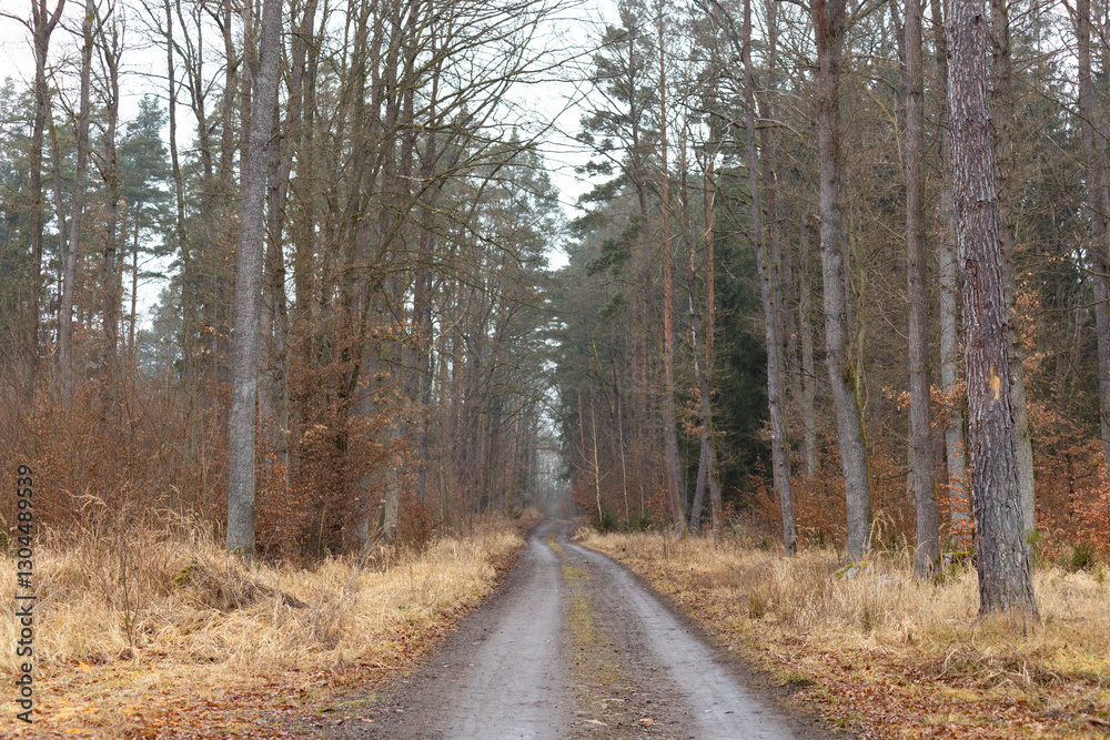 Forest road on a foggy day in early spring