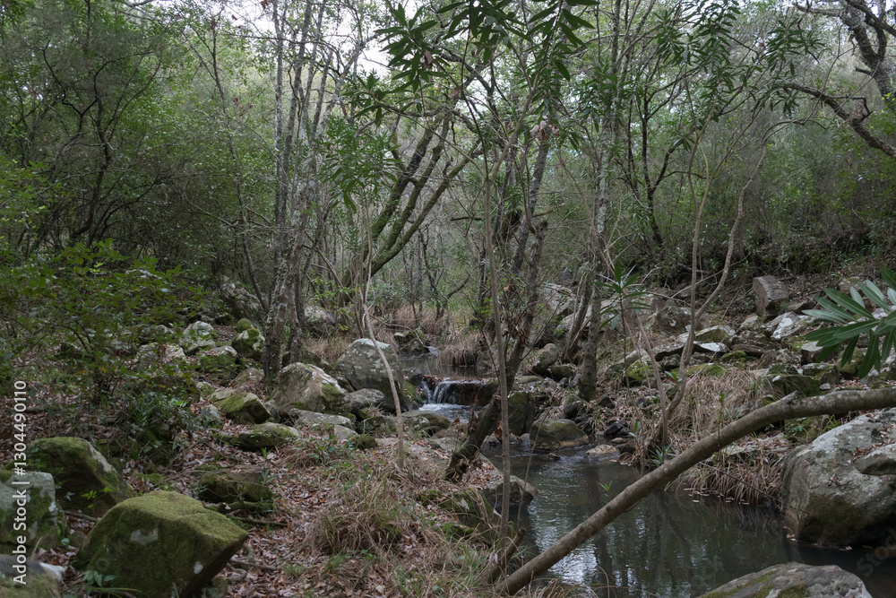 Fototapeta premium river in the forest