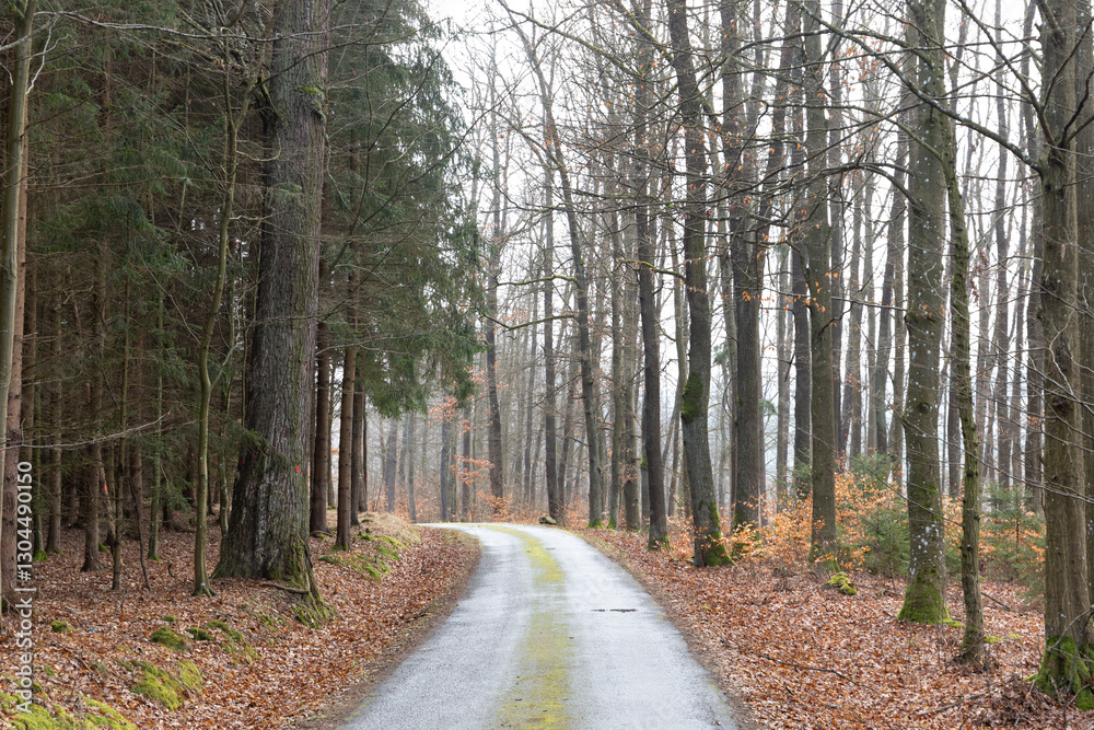 Forest road on a foggy day in early spring
