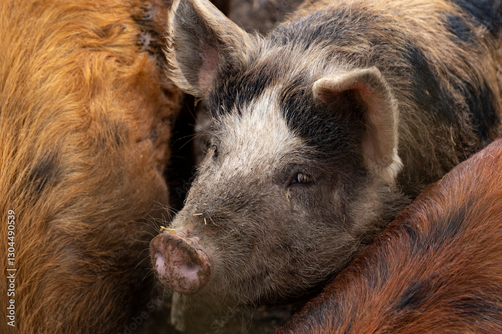 Pigs in a pen