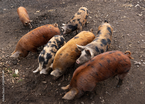 Pigs in a pen photo