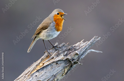 European robin (Erithacus rubecula superbus) Tenerife subspecies close-up portrait singing on a dry branch.