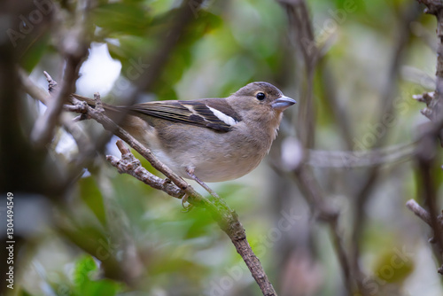 Canary islands chaffinch (Fringilla canariensis) female close-up in a tree. photo