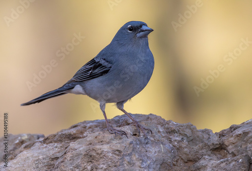 Tenerife blue chaffinch (Fringilla teydea) males close-up portrait in the mountain forests of Teide, few individuals remaining in the world, birds endemic to Tenerife.