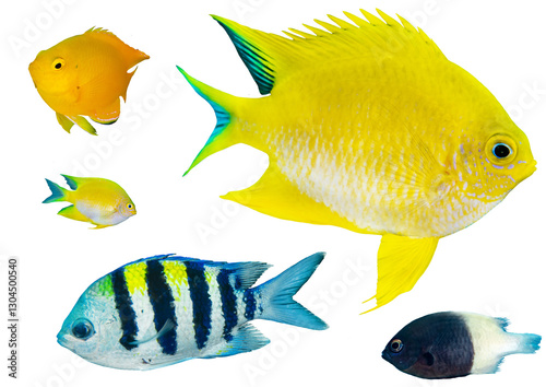 Damselfish Collection Set - Isolated PNG with Transparent Background