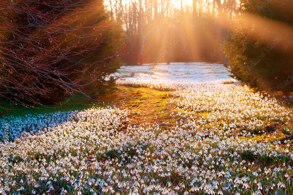 snowdrops in winter