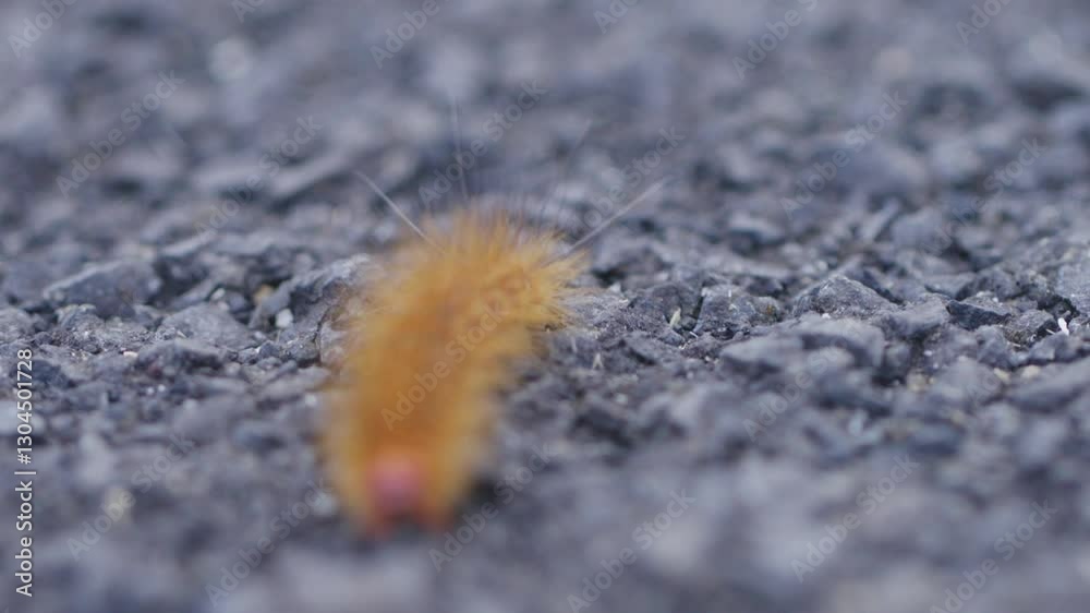 Caterpillar moving slowly across the rocky ground Caterpillar moving slowly across the rocky ground