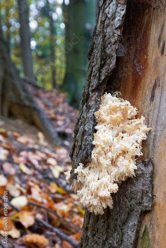 Hericium alpestre photo