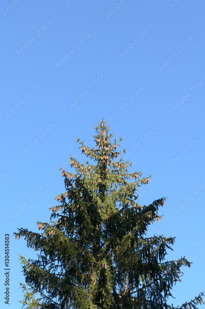 Fir tree with cones in an european forest against blue sky on a sunny day, natural trees woodland landscape background Fir tree with cones in an european forest against blue sky on a sunny day, natural trees woodland landscape background