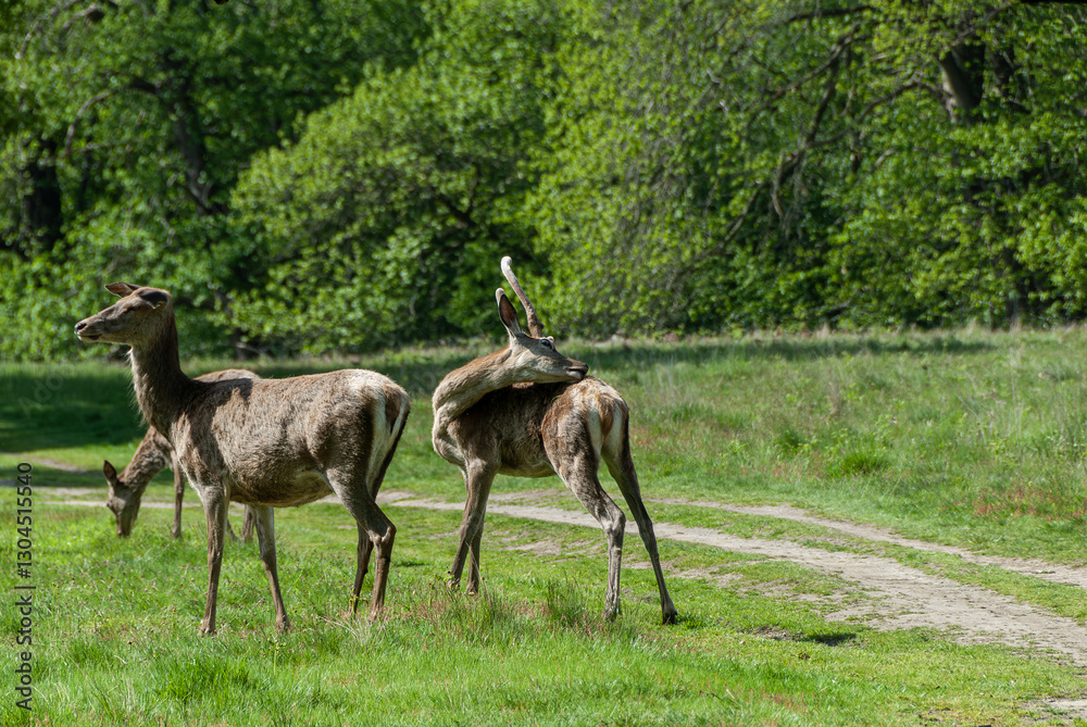 Naklejka premium Playful red deer family: Mother and calves frolicking in the fields of Surrey.