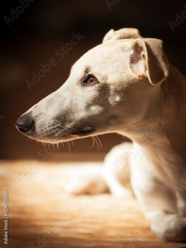 Plakat Young Whippet Sight Hound Portrait