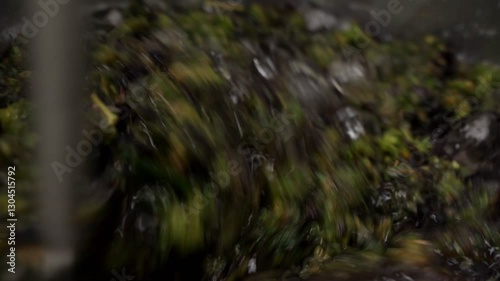 Washing Pink Rose Cannabis Flower For Ice Water Hash, Closer