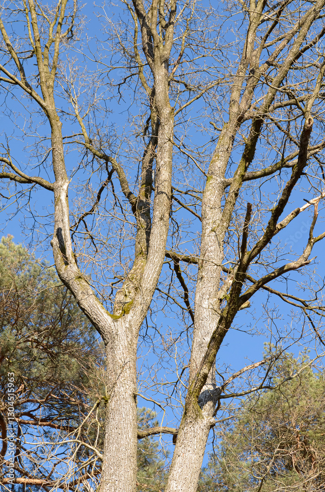 Tree trunks with bare branches and twigs in an european forest against blue sky on a sunny day, natural trees woodland landscape background Tree trunks with bare branches and twigs in an european forest against blue sky on a sunny day, natural trees woodland landscape background