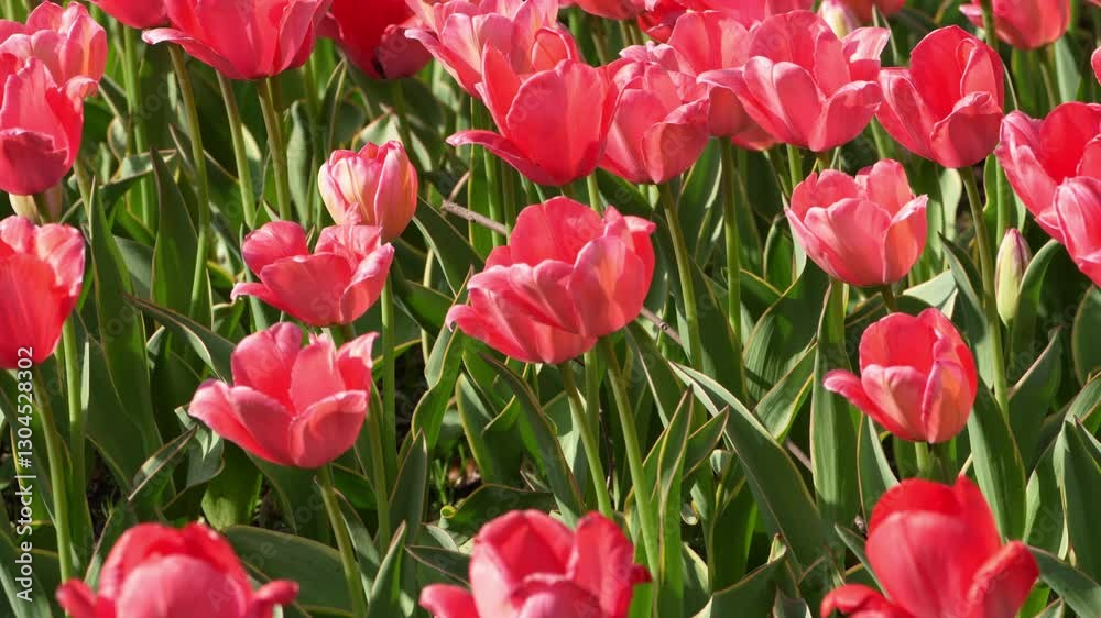 Field of red tulips in the garden Field of red tulips in the garden