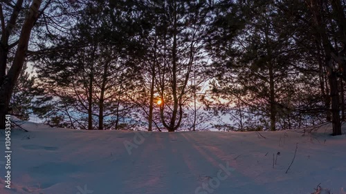 Silhouettes of trees at sunset in winter
