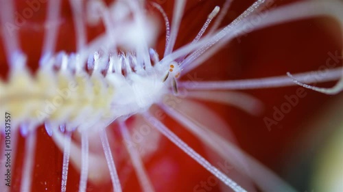 Worm Amblyosyllis finmarchica under microscope, family Syllidae. White Sea
