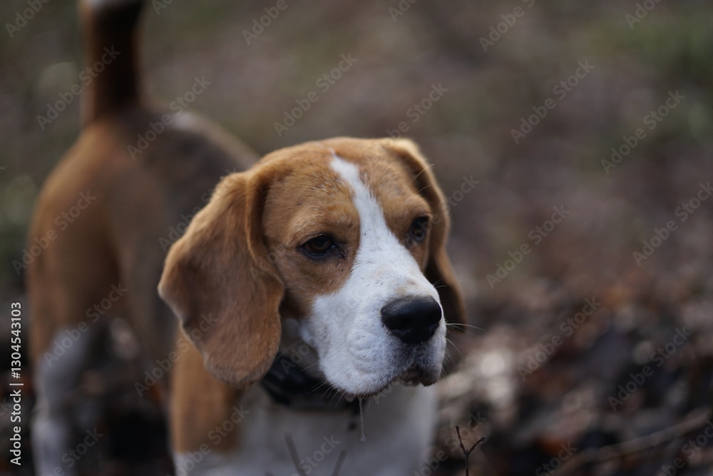 Beagle dog portrait, sideview, looking away, wearing collar, blurred forest on the background Beagle dog portrait, sideview, looking away, wearing collar, blurred forest on the background