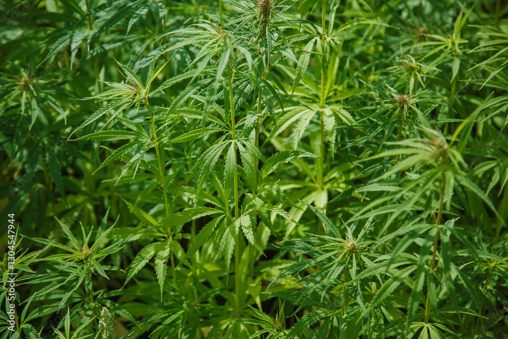 Background of cannabis plants with long, slender, and serrated leaves in vibrant green color Background of cannabis plants with long, slender, and serrated leaves in vibrant green color