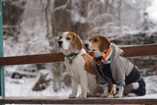 Beagle dogs sitting on a bench, winter background, wearing warm outfit and collars