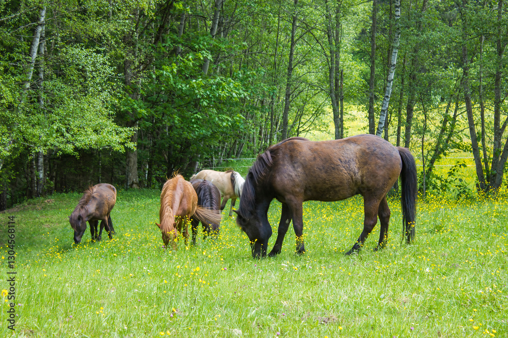 Horses in the Austrian Alps of the Dachstein region (Styria in Austria) Horses in the Austrian Alps of the Dachstein region (Styria in Austria)
