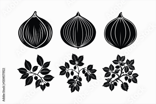  Set of hazelnut fruit vector illustration.