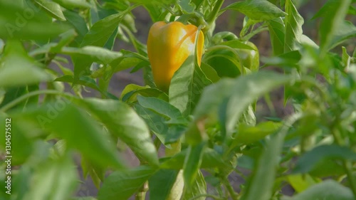Ripe sweet pepper. Sweet pepper on a bush. Growing sweet pepper. Paprika on a bush.
