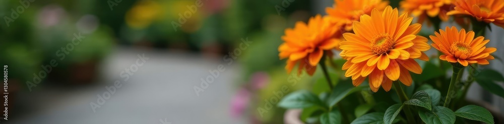 Bright orange chrysanthemum blooms in a small garden pot on a doorstep pathway, floral, fall, oranges Bright orange chrysanthemum blooms in a small garden pot on a doorstep pathway, floral, fall, oranges