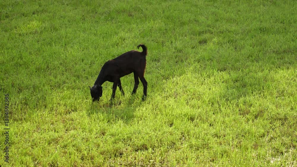 Black Indian goat grazing grass in an open field with sunlight Black Indian goat grazing grass in an open field with sunlight