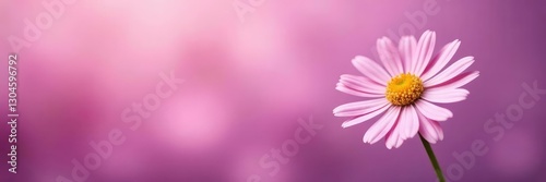 Soft purple background with isolated pink chamomile, hues, chamomile
