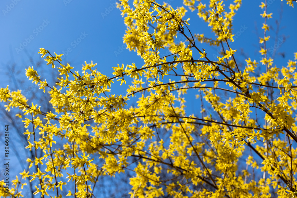 Branches of flowering Forsythia against a bright blue sky Branches of flowering Forsythia against a bright blue sky