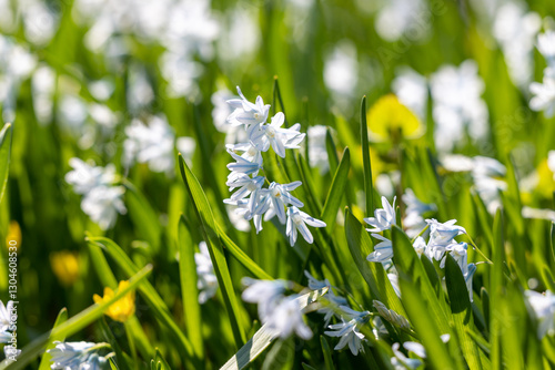 Wallpaper Mural Scilla flowers on a sunny day in the forest Torontodigital.ca
