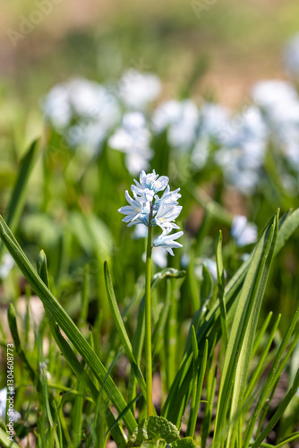 Wallpaper Mural Close view of a Scilla flower Torontodigital.ca