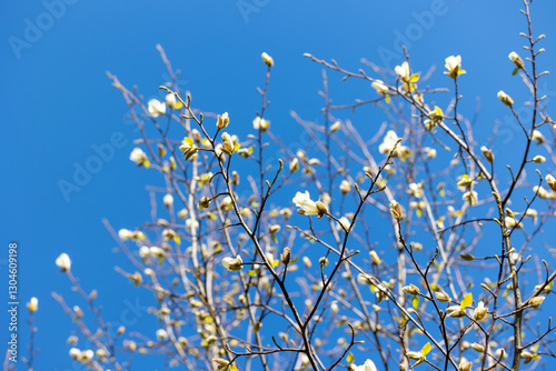 Wallpaper Mural Branches of a flowering magnolia tree with flowers and buds Torontodigital.ca