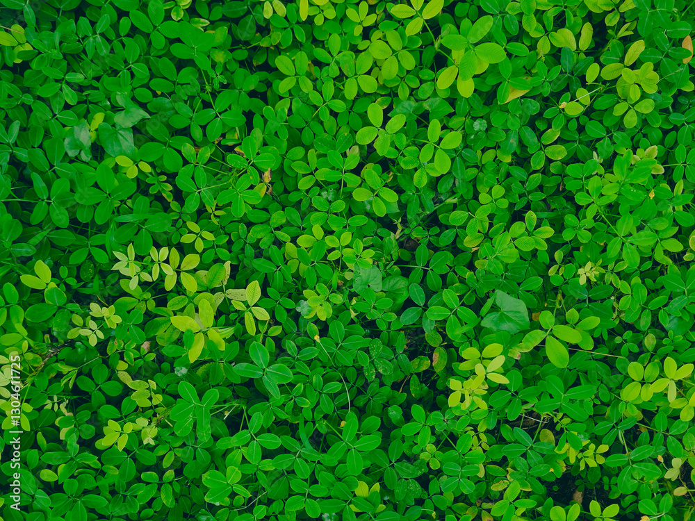 Small green leaves background, environment and ecological pattern image. Small green leaves background, environment and ecological pattern image.