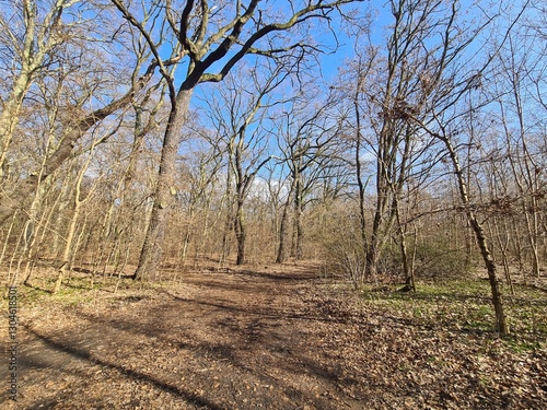 Wonderful Plänterwald Forest in Berlin Treptow - Spring Season