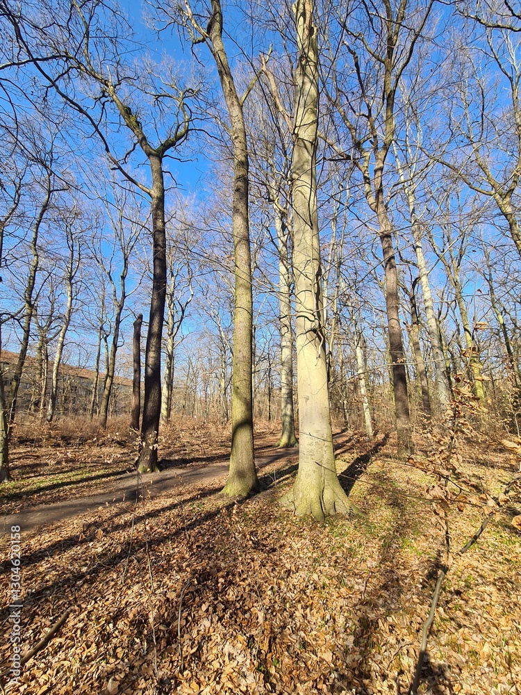 Wonderful Plänterwald Forest in Berlin Treptow - Spring Season Wonderful Plänterwald Forest in Berlin Treptow - Spring Season