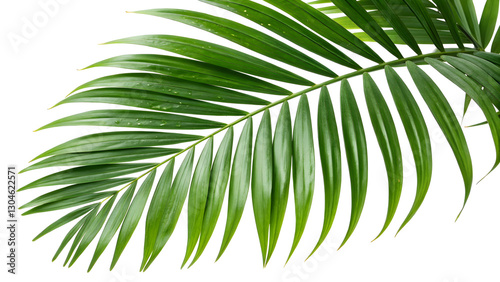 palm tree leaves