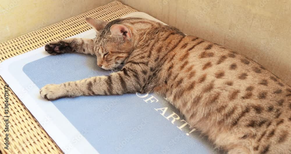 Striped tabby cat resting on blue cooling mat, relaxing on wicker chair interior, enjoying calm comfort during summer heat