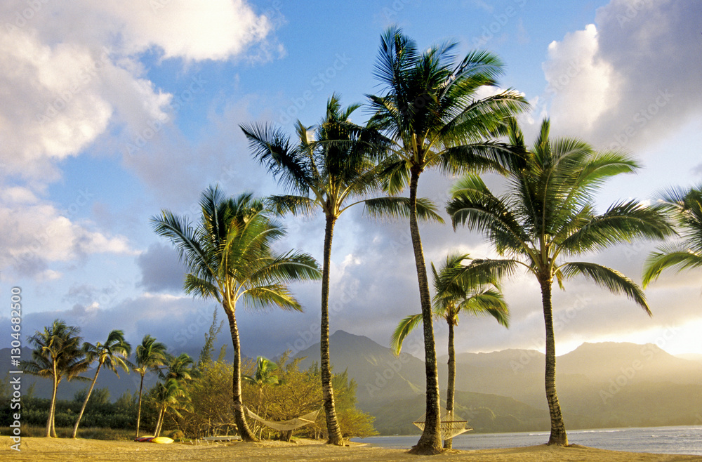 Palm trees on the Hawaian Island of Kauai , Hawaii, USA Palm trees on the Hawaian Island of Kauai , Hawaii, USA