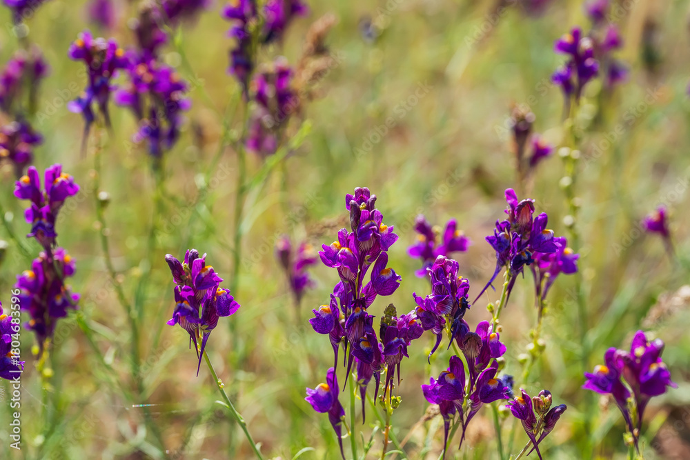 Obraz premium flowering grass in the mountains of Almaaty. purple flowers in the steppe of Kazakhstan